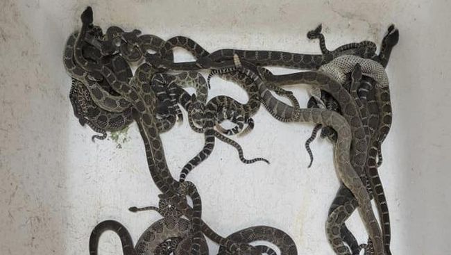 ular derik di rumah california 169 Kilas Totabuan