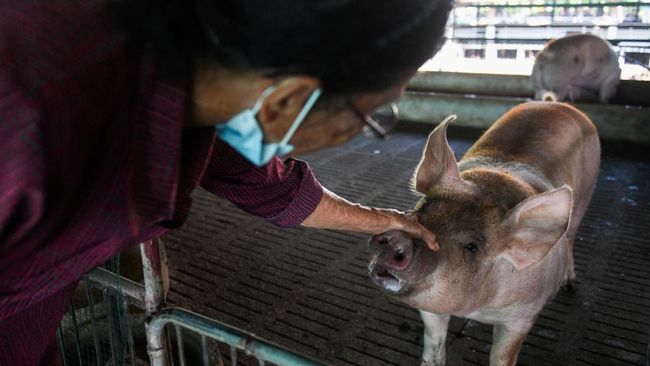 malapetaka demam flu babi afrika di peternakan thailand 5 169 Kilas Totabuan