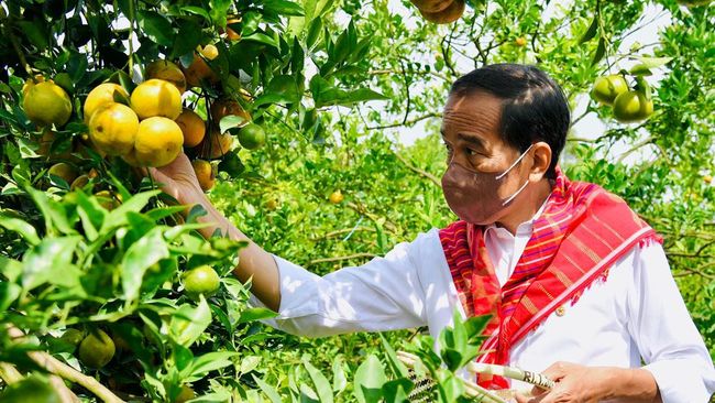 presiden joko widodo mengunjungi kampung jeruk liang melas datas 2 169 Kilas Totabuan